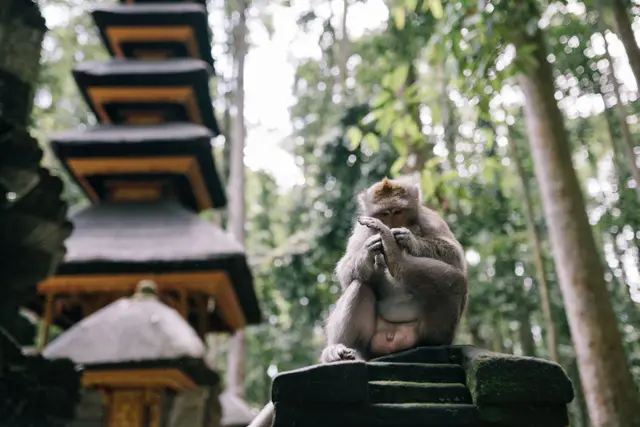 Ubud Maymun Ormanı'nda tapınak önünde bir makak