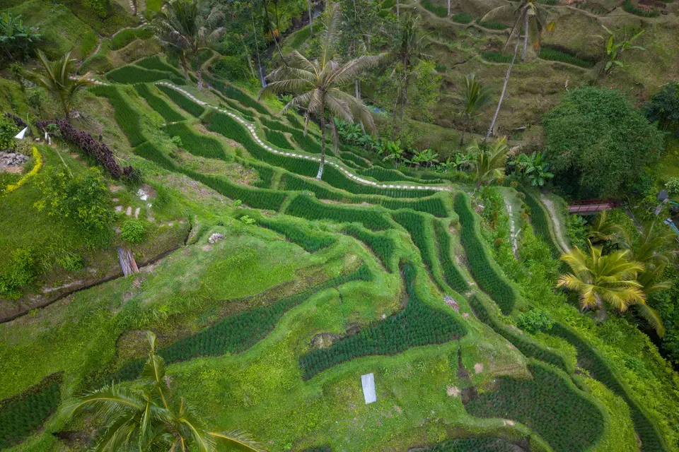 Havadan Bali'nin teraslı pirinç tarlaları