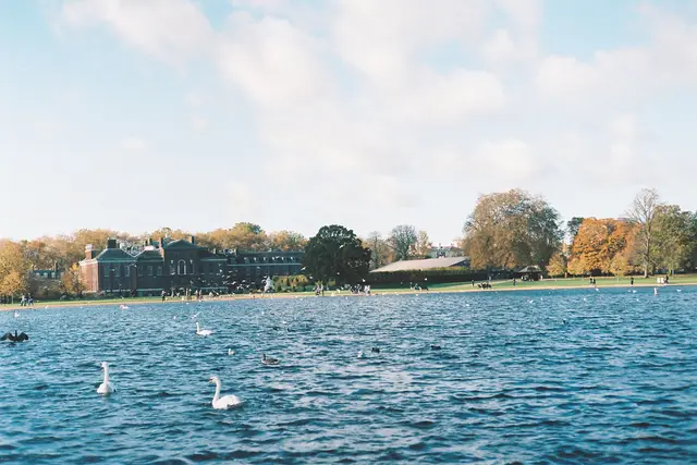 Sonbaharda Hyde Park'ta Serpentine gölünde kuğular