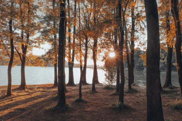 Sonbaharda Büyük Park'ta göl kıyısındaki ağaçlar