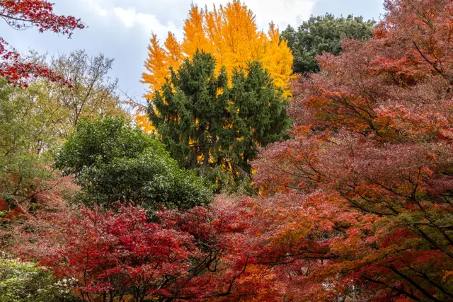 Shinjuku Gyoen'de kırmızı, turuncu ve yeşil sonbahar yaprakları